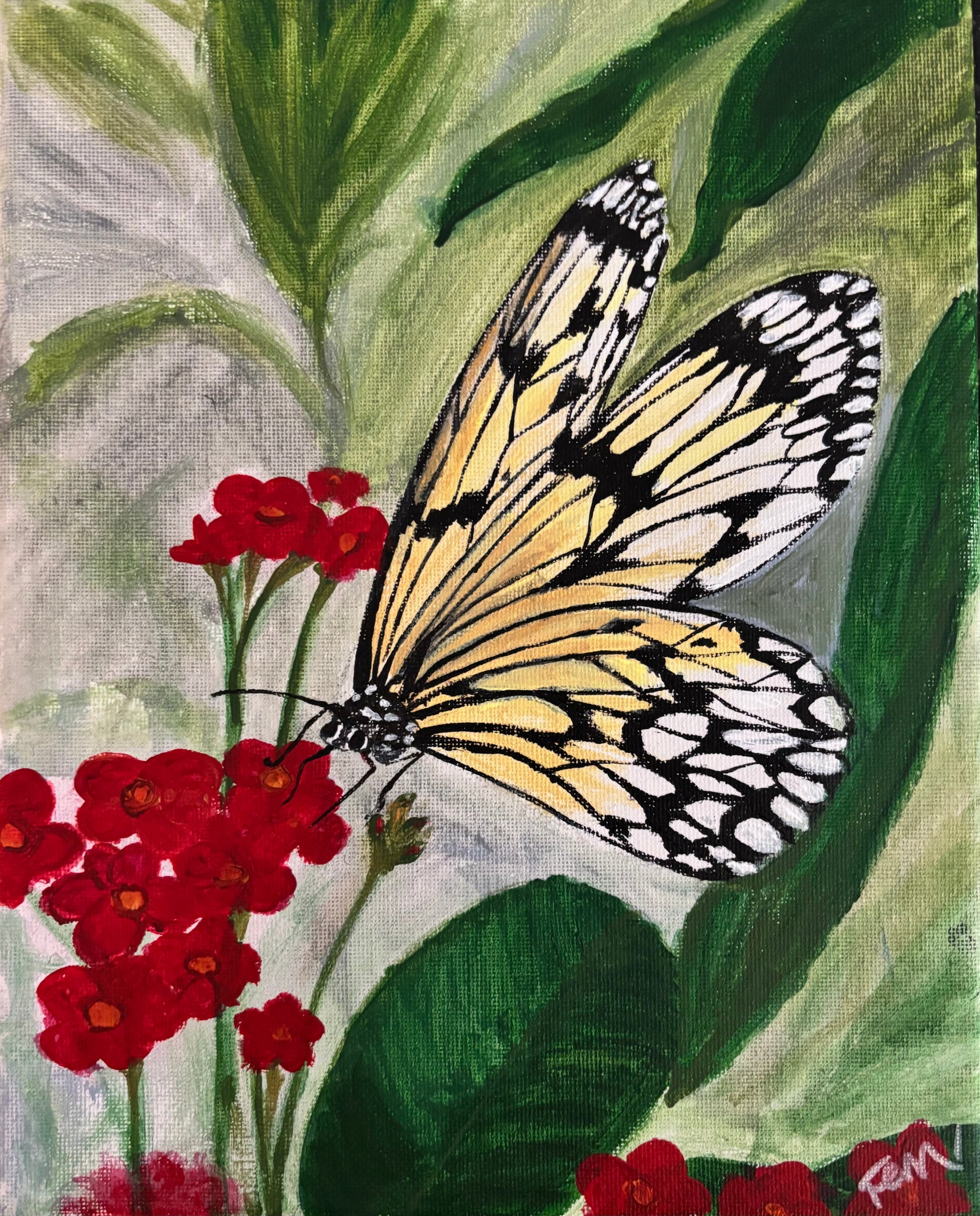 White Morpho Butterfly