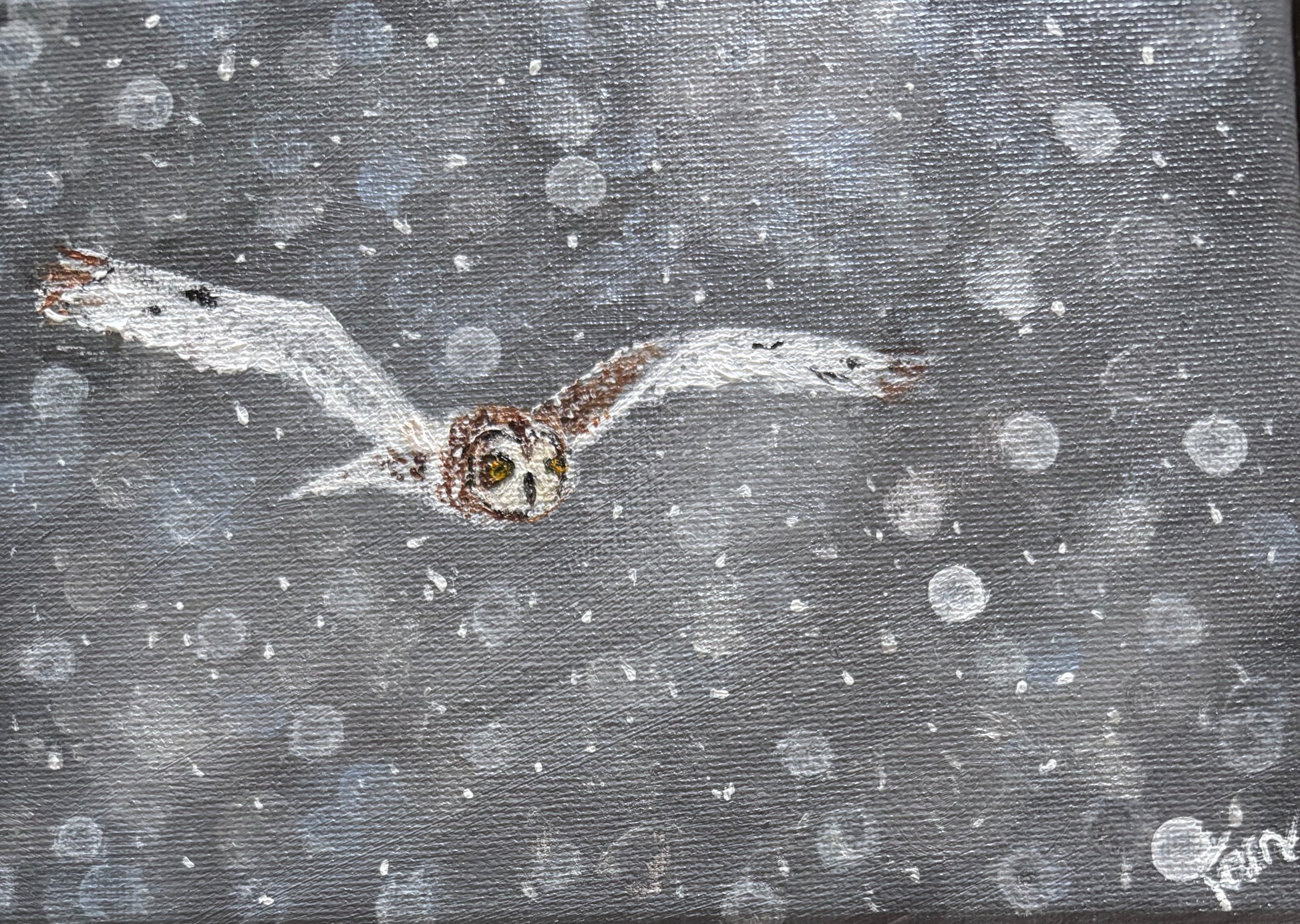 Snowy Owl